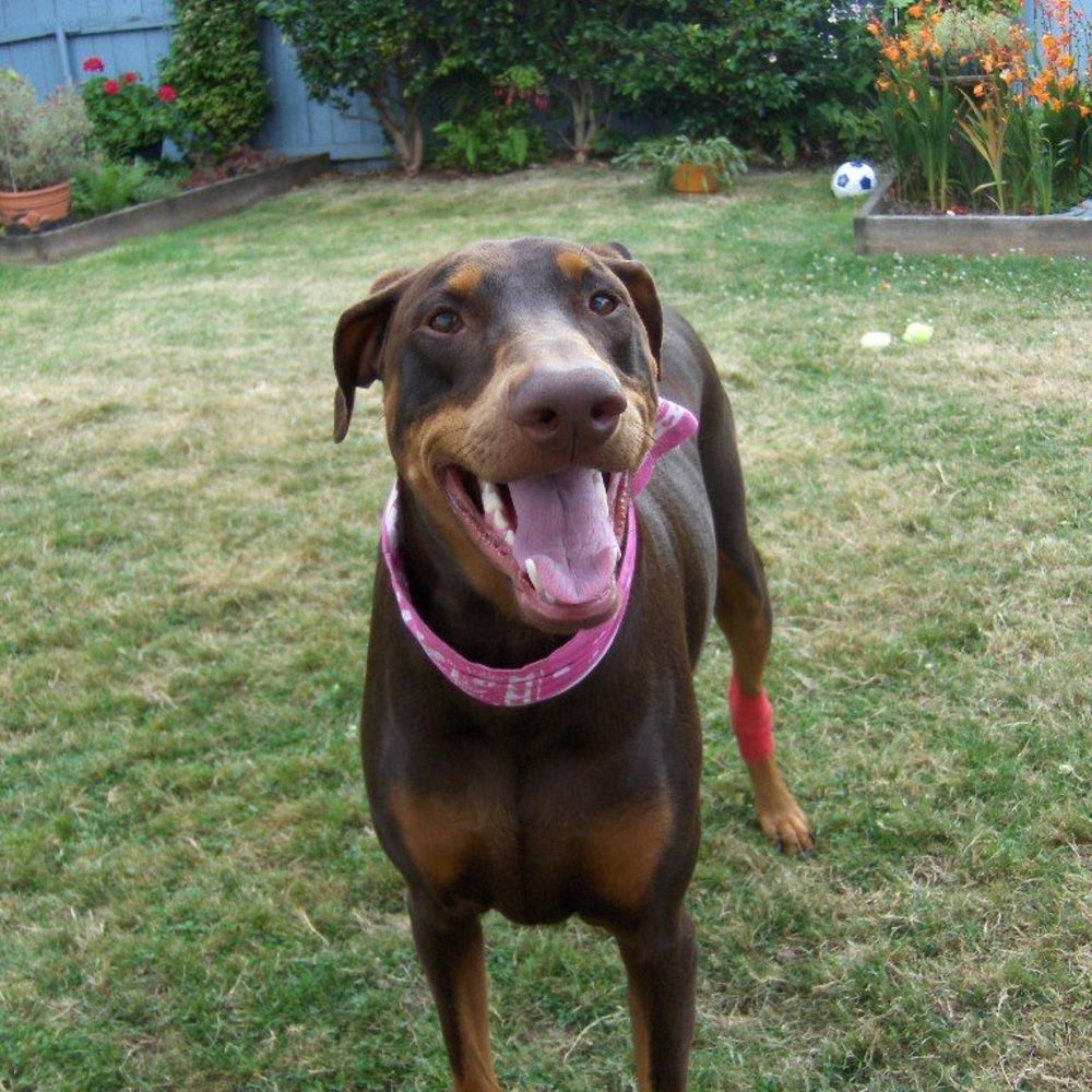 Meet your Posher, Darcy